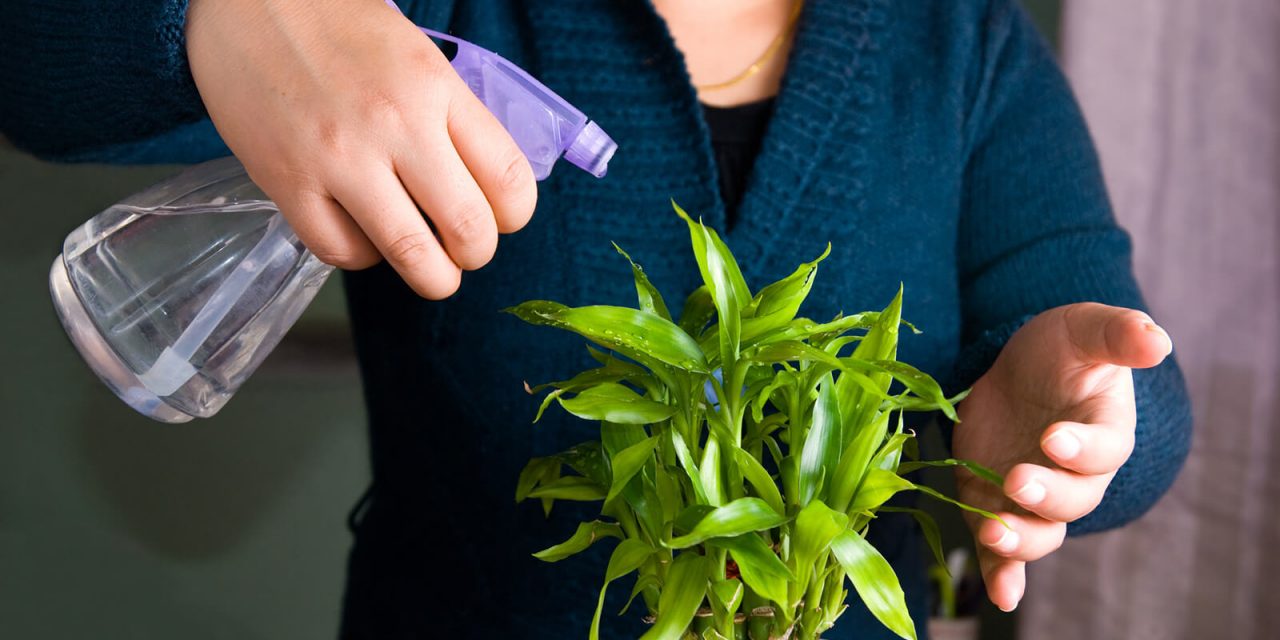 Indoor Cultivation of Chinese Bamboo- Guide to Grow Bamboo