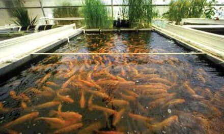 What is Aquaculture ? how does it work ? Importance, types !