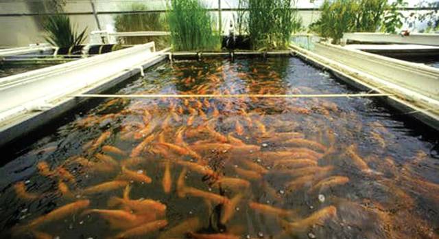 What is Aquaculture ? how does it work ? Importance, types !
