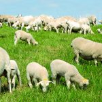 How sustainable improved grazing system benefit environment.