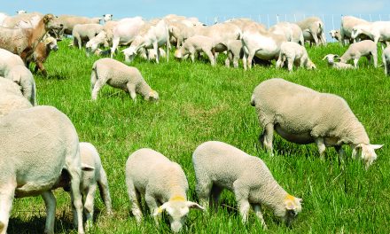 How sustainable improved grazing system benefit environment.