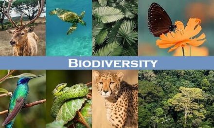 Why is Biodiversity important for ecosystem and agriculture.