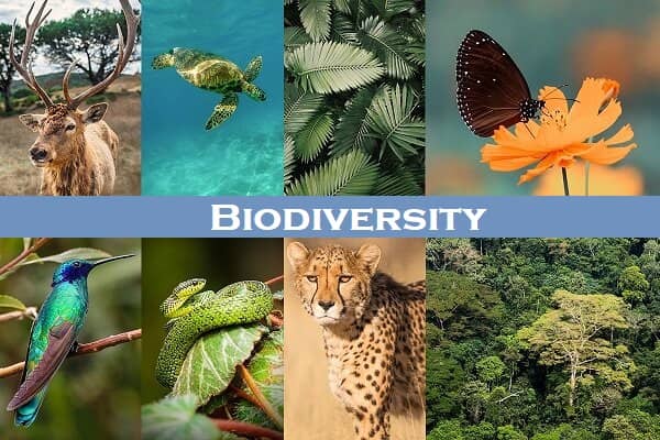 Why is Biodiversity important for ecosystem and agriculture.