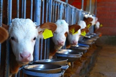Grass fed Vs Organic Beef : How it  is raised and differed?