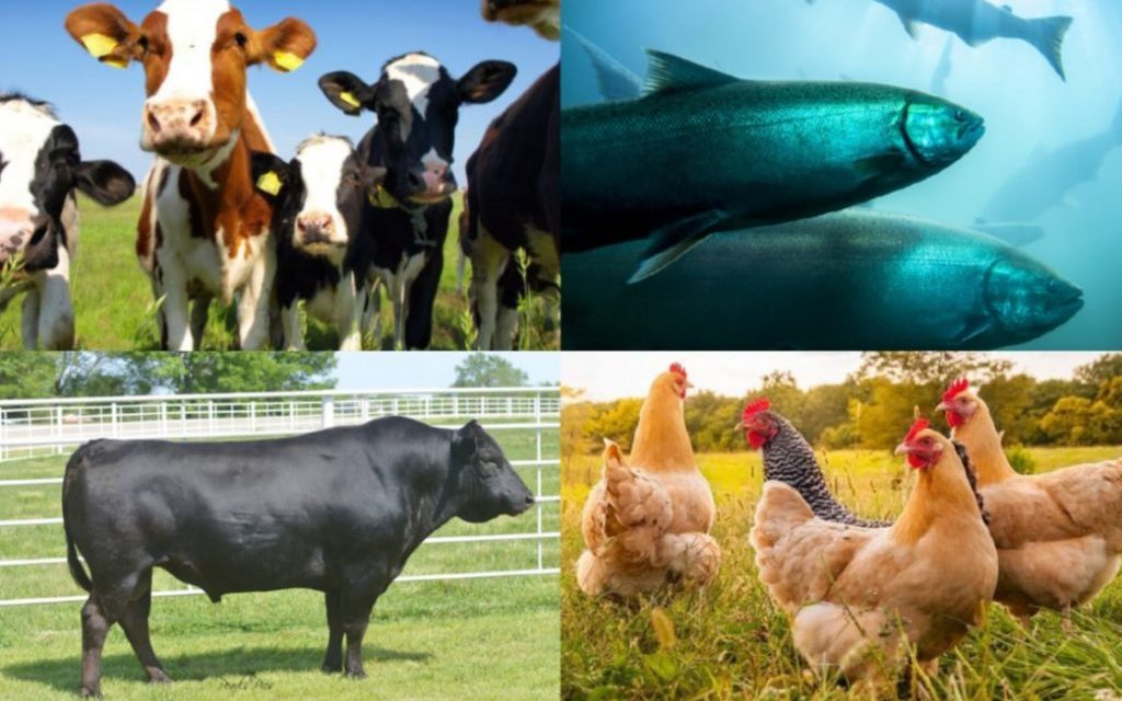 What is animal nutrition ? Why is it so important ?