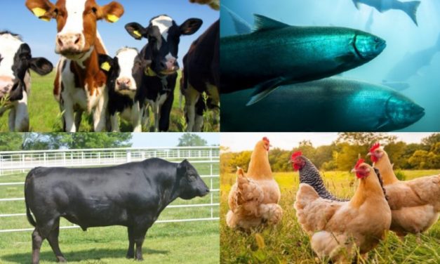 What is animal nutrition ? Why is it so important ?
