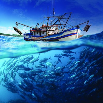 Fisheries – The Working Principles Of Fisheries Management .