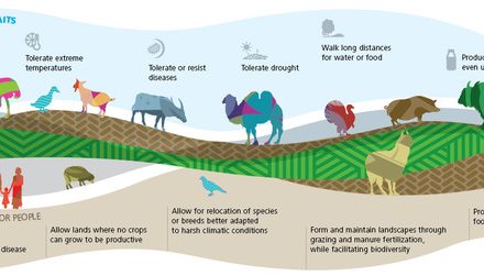Why is animal genetics important ? what are the objectives?