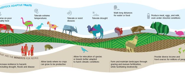 Why is animal genetics important ? what are the objectives?