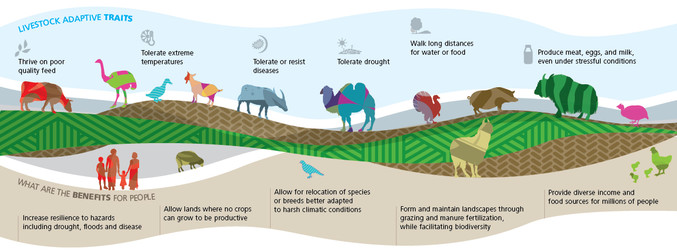 Why is animal genetics important ? what are the objectives?