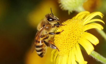 Colony collapse disorder (CCD) what’s happening to the bees?