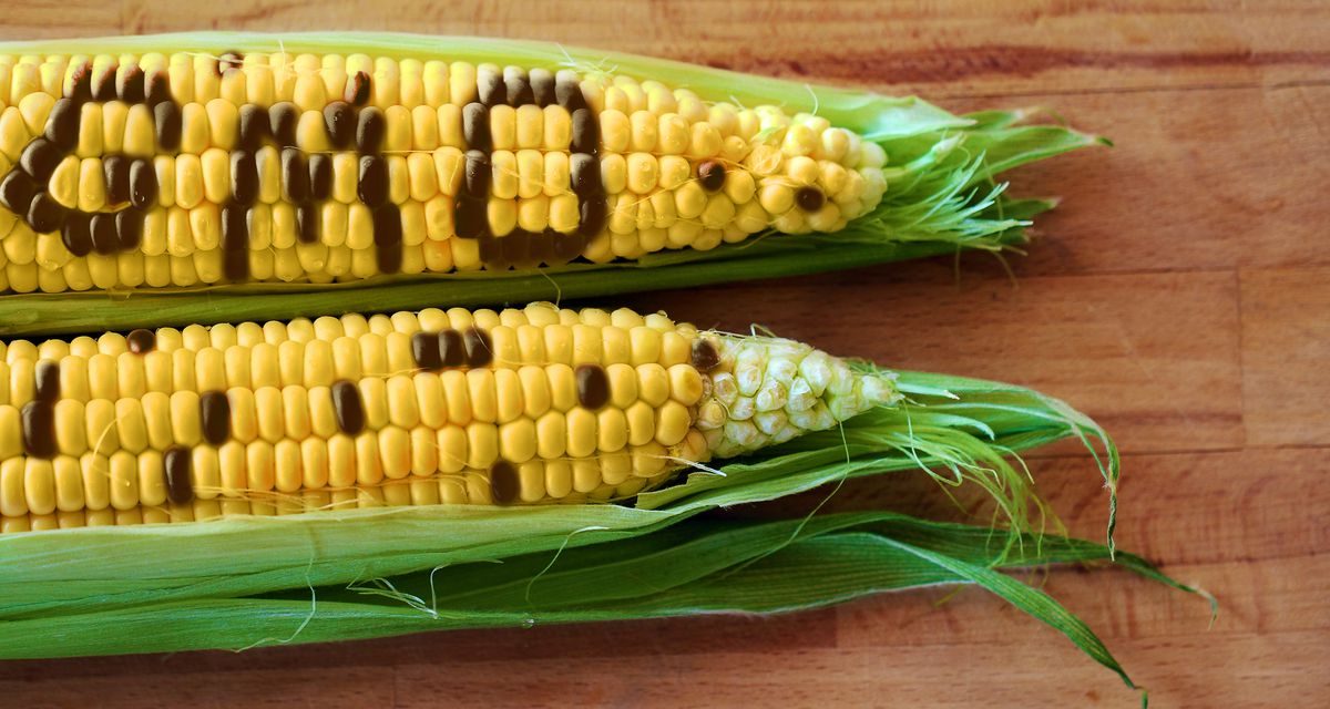 Genetically Modified (GM) Foods and social safety concerns .