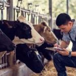 Advanced knowledge for cattle ranchers who want to improve the efficiency of their herds