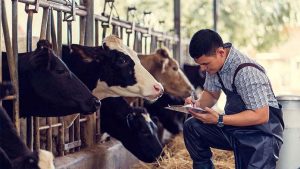 Advanced knowledge for cattle ranchers who want to improve the efficiency of their herds