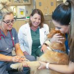 How to Prepare for Veterinary technician’ Interview? (Part-1)