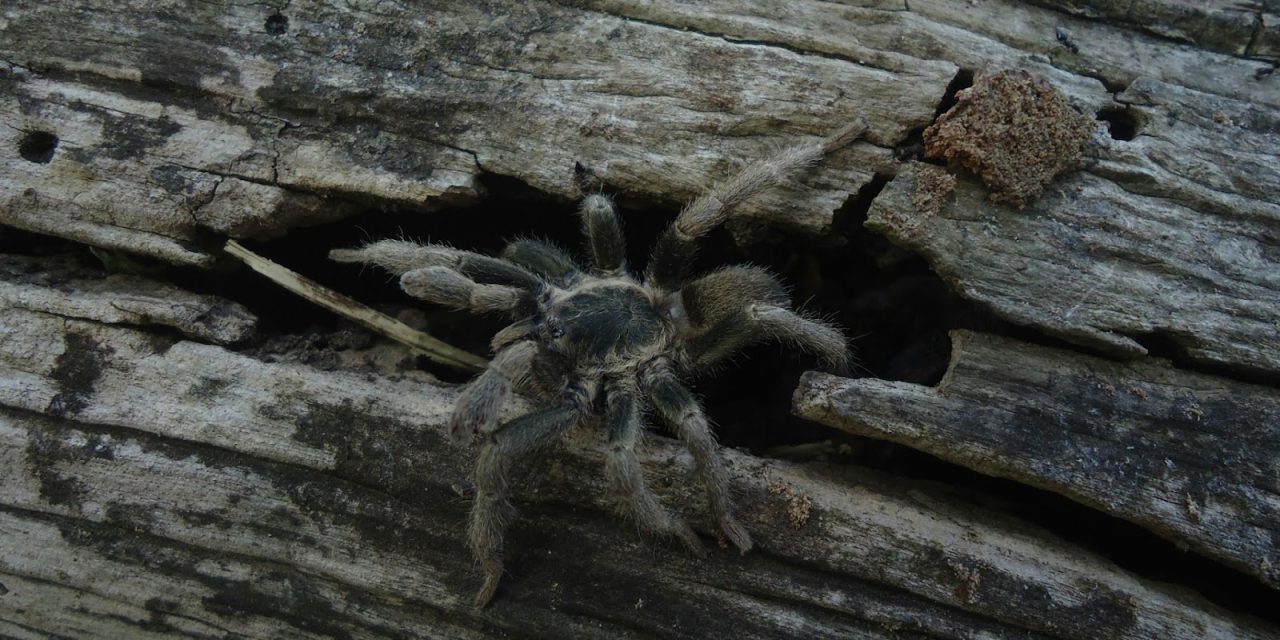 Shocking Discovery: About 1,500 Tarantulas Found Stashed in Cake Boxes at a German Airport