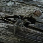 Shocking Discovery: About 1,500 Tarantulas Found Stashed in Cake Boxes at a German Airport
