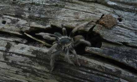 Shocking Discovery: About 1,500 Tarantulas Found Stashed in Cake Boxes at a German Airport